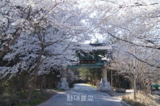 울긋불긋 봄꽃 부처님 시방세계 장엄하려 나투셨나