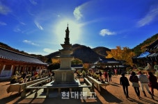 가을 담은 천년고찰 장안사 국화 향기 품다
