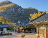 가을 담은 천년고찰 장안사 국화 향기 품다