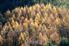 행복한 길을 따라요