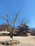 [김서정의 절집나무이야기] 5. 전북 김제 금산사 보리수나무(보리자나무)