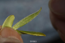 [박동춘의 차 이야기] 23. 약재로 활용된 차