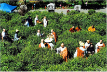 하동 쌍계사, 차 시배지의 전통 잇는 차문화대축전 개최