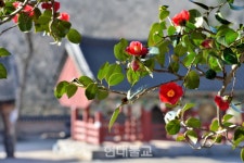 꽃비 내리는 선운사서 동백꽃 추억 담아볼까