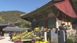 부산 운수사 국향회, 오는 15일까지 국화전시