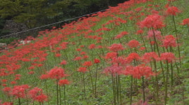 영상뉴스 부산 운수사 꽃무릇
