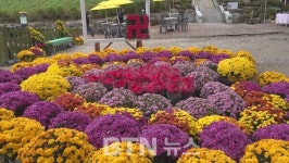 부산 운수사, 제5회 국화축제ㆍ힐링콘서트 개최