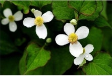 자연과건강, 어성초 효능/섭취법 공개