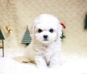 베이비몽 강남점, 비숑프리제 분양 사기 예방 주의사항 안내