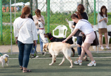 잔디밭서 반려견과 함께 즐기는 2017 안산 펫케어페스티벌 무료입장 진행
