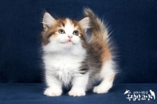 일산 옥탑방고양이 먼치킨고양이분양 위해 2년 공부