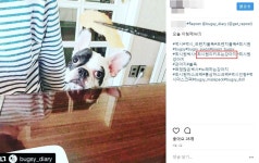 프렌치불독 벅시, 견주는 대체 누구? SNS서 최시원이 키우는 개로 유명