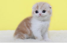 강남 고양이전문 분양 나비캣 겨울맞이 50% 할인 이벤트 진행