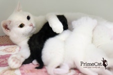 프라임캣, 300평 규모 확장이전…고객 편의 서비스 제공