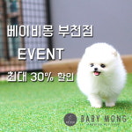 부천강아지분양 전문 베이비몽, 리뉴얼 기념 애견 분양 시 이벤트 진행