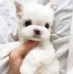 아이러브독, 말티즈 포메라니안 강아지 분양 프로모션 진행