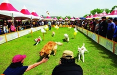 임실군, 반려동물 테마로 한 클러스터 조성 탄력