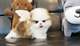 전라도 광주 강아지분양 전문 펫빌리지, 반려견·고양이분양은 믿고 맡길 수 있는 곳에서