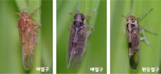 벼멸구·흰등멸구·애멸구 현장에서 빠르게 판별한다