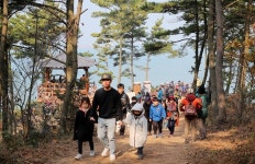 태안군, 솔향기길에서 산책 축제 열어