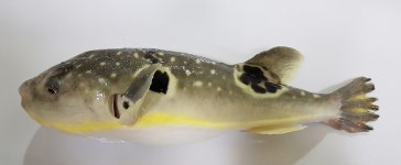 충남수산자원연구소, 슈퍼황복·완전 양식 가능성 확인