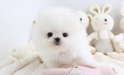 대구강아지분양 대구애견분양 대구경북1위 개키우는남자펫샵