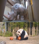 TV 동물농장, 동물원 초식동물들의 이색 건강검진