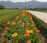 밀양시, 밀양강 둔치 공원 꽃양귀비 활짝