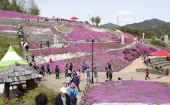 산청 생초 꽃잔디 보러 13만여명 찾았다