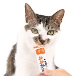 뽀시래기 고양이간식 촉촉츄르. 얼리버드 행사 완판…두 배 이상 주문 보여