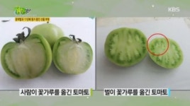 생생정보 호박벌, 11년째 벌과 동거 중인 자연수정벌 산골부부