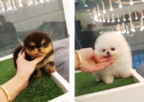 강아지 분양 전문 펫제이, 강남과 김포 등 수도권의 애견인을 위한 다양한 프로모션 진행