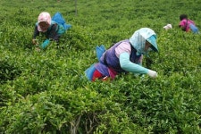 차 시배지 지리산 화개골, 친환경 야생녹차 체험 프로그램 운영!