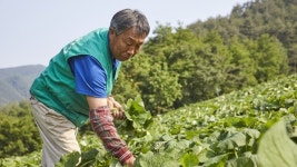 [이슈 피플] 강원도 정선 고양리 큰골농장  곰취 농부 최창식 대표