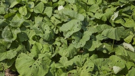 [이슈 피플] 강원도 정선 고양리 큰골농장  곰취 농부 최창식 대표