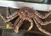 [전국맛탐방] 당일 공수한 최고급 대게찜, 저렴하게 맛보려면 원주 맛집으로!
