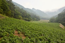 [이슈피플] 정선의 해발 800m의 자연을 품은 바른 먹거리 곤드레 농장 엄인태 대표
