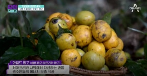 [TV 건강] 닥터 지바고, 식욕 조절을 돕는 식품 와일드 망고 체중 감량, 체지방 감소에 효과적!