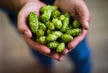 [추덕승의 비어스타일링] #8 맥주에도 꽃이 들어간다고요? 맥주의 꽃, 홉(Hop)