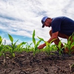 농부도 유튜브 시대... 농업보다 더 높은 소셜미디어 수입