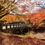 [주말여행] 내장사(內藏寺)의 만추