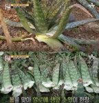 서민갑부, 알로에 사업으로 200억 자산! 껍질째 먹는 알로에 사포나리아 농장