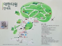 폭염속 한폭의 수채화 녹차밭  보성 대한다원