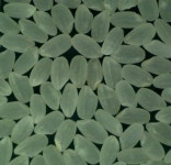 농촌진흥청, 최고품질 벼 안평 알찬미 선정