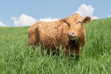 2021 신축년(辛丑年) 소띠 해 맞은 한우 이야기