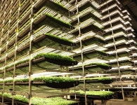 세계 실내농업 규모, 2026년까지 약 194조 원 규모 전망