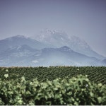 [Interview] 이탈리아 아브루쪼 와인의 정수, 마라미에로(Marramiero) 총괄 이사 안토니오 끼아바롤리