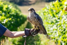 매사냥을 활용해 포도나무 보호하는 영국 와이너리 눈길