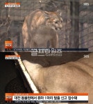 퓨마 결국 사살, 배수지 주변에 움츠리고 숨어있다가…과실 낸 직원 처벌 촉구