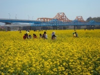 창녕 낙동강유채축제 내달 11일 팡파르